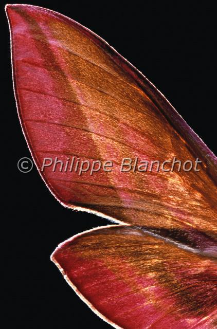 aile deilephila elpenor.JPG - Gros plan, ailes de Deilephila elpenorGrand sphinx de la vigneElephant Hawk moth wingsLepidoptera, SphingidaeFrance